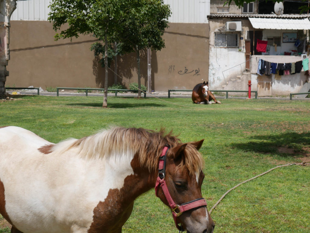 Yod Alef Halalei Minhen Garden in Tel Aviv und seine zwei Besucher. Pferde.