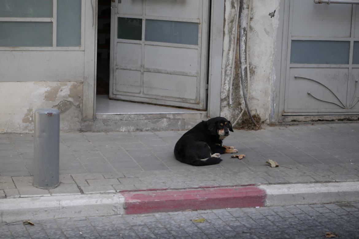 Vor einer halb offenen Tür liegt ein Hund. Post Israel