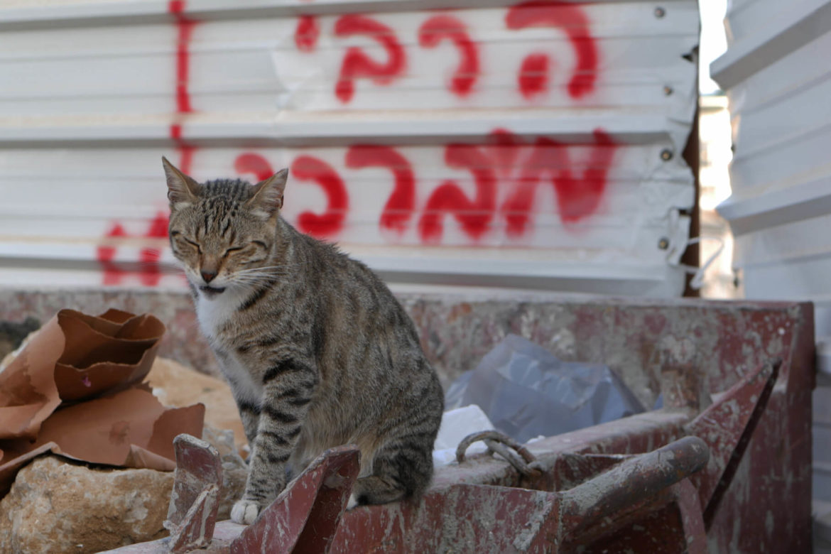 Speisen in Tel Aviv - günstig essen. Katze auf einem Müllcontainer.