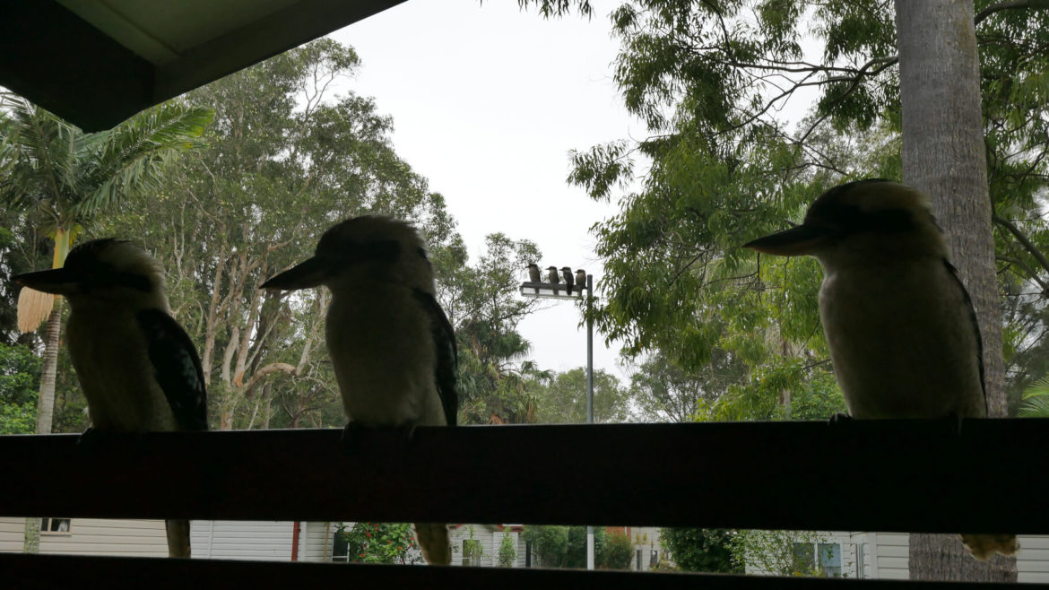 Sieben Kookaburras in zwei Reihen aufgestellt. Das Titelfoto von No worries zu big worries - Corona fliegt mit