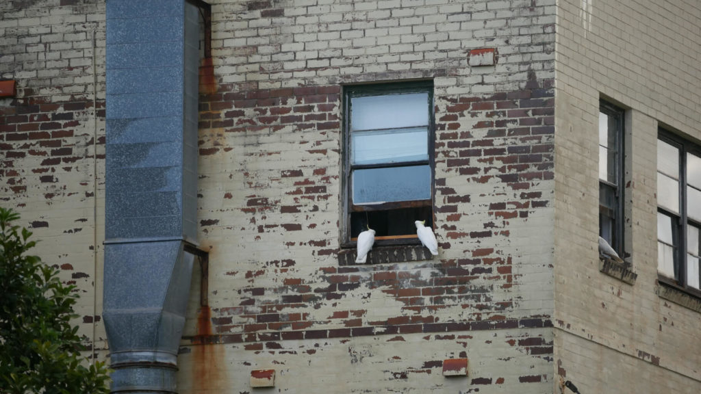 Hausbesuch in Bondi. Kakadus auf dem Fenstersims