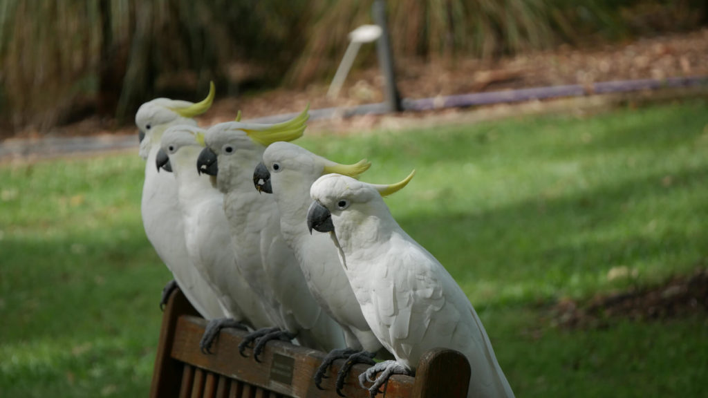 Fünf Kakadus auf der Parkbank im Botanischem Garten Sydney