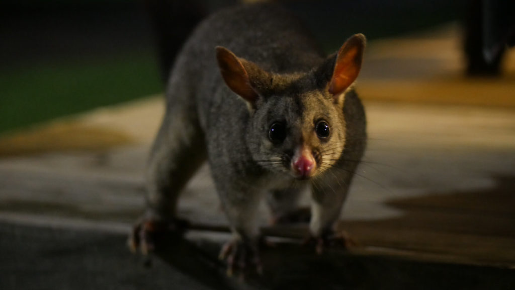 Kusu Besuch auf unserer Veranda im Pacific Palms Caravan Park