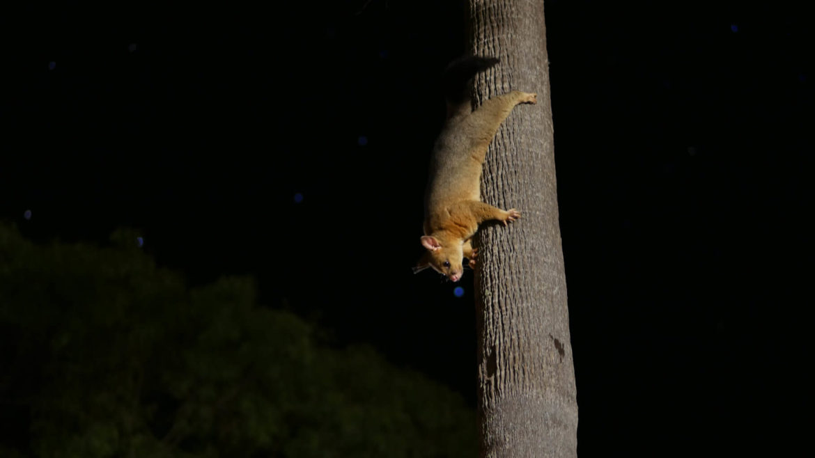 Kusu am Baum. Australien 2020