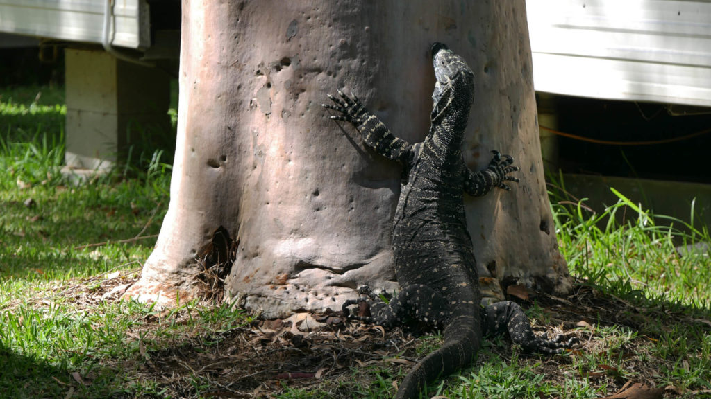 Waran im Pacific Palms Caravan Park