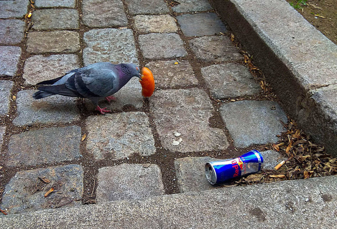 Eine Taube auf einem Pflastersteinweg mit Brotresten und Red Bull Dose