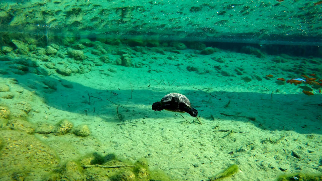 Schildkröte im warmen Teich beim Josefinenhof