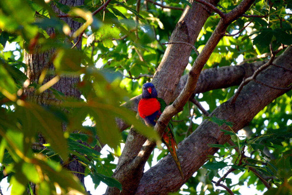 Bunter Vogel Besuch in Randwick Sydney