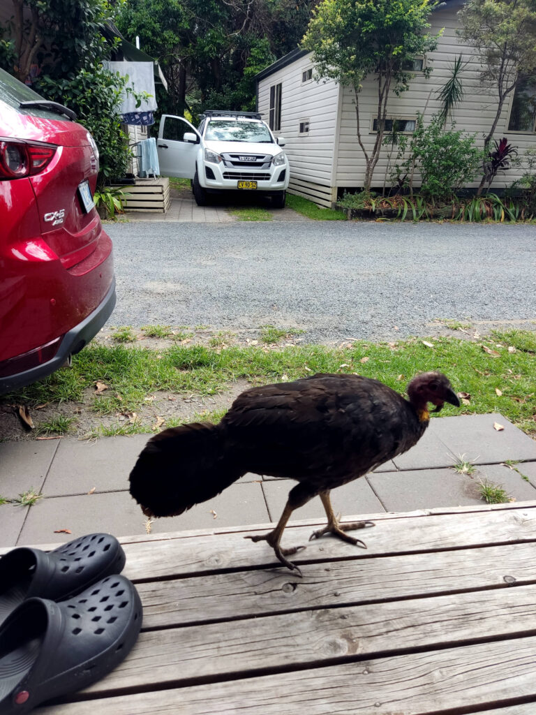 Bushturkey Pacific Palms Caravan Park