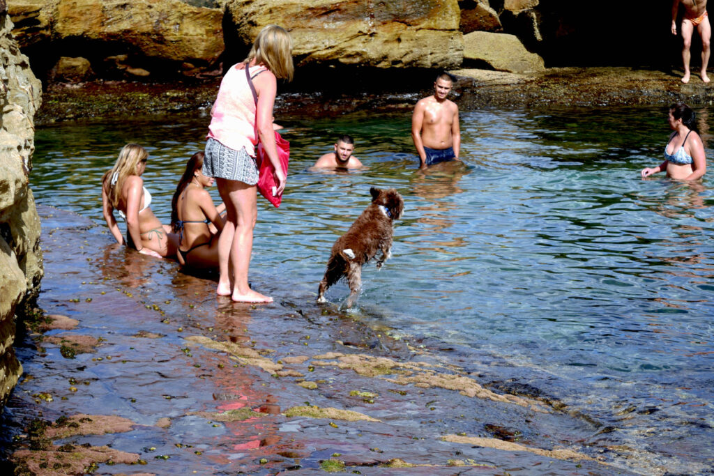 Hund springt ins natürliche Meeresschwimmbecken in Coogee Beach, Sydney