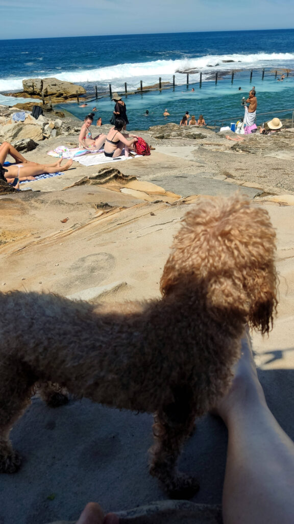 Hund sucht Schatten Mahon Pool Naturmeerwasserschwimmbecken, Maroubra Sydney