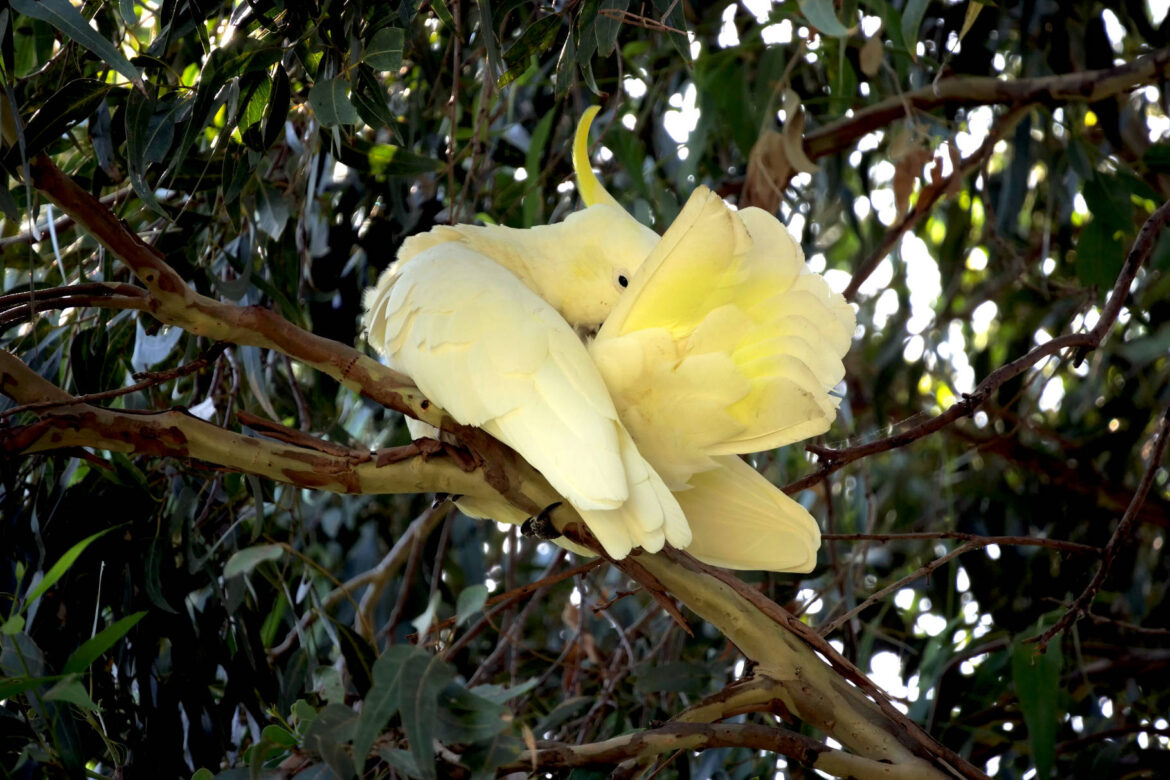 Ein Kakadu in Sydney