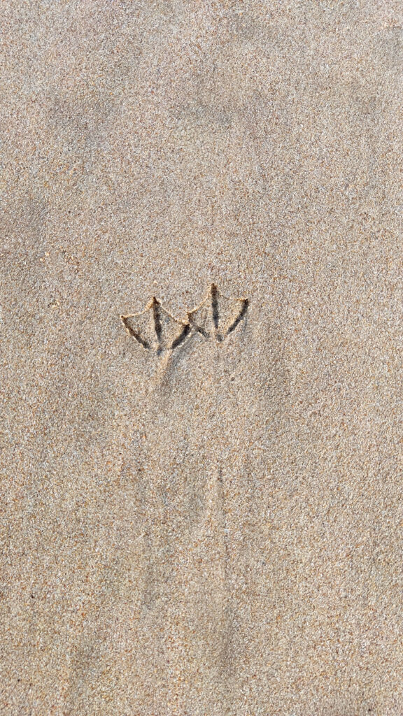 Möwenfüssenabdruck im Sand Elizabeth Beach