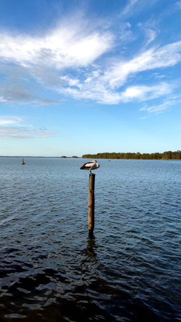 Pelikan auf Stelze in Lake Haven, NSW Australien