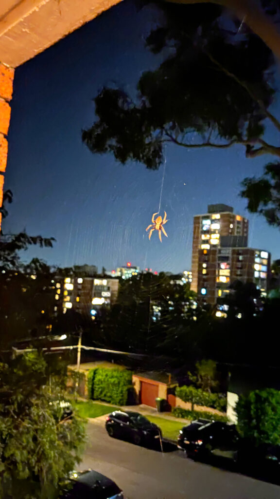 Spinne Apartment Randwick Sydney