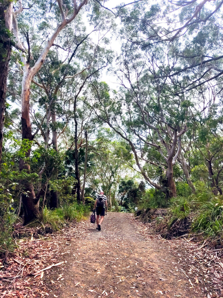 Waldweg zu Shelly Beach, NSW Australien