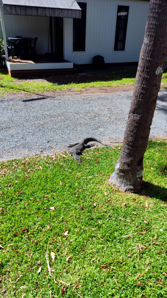 Waran in Pacific Palms Caravan Park