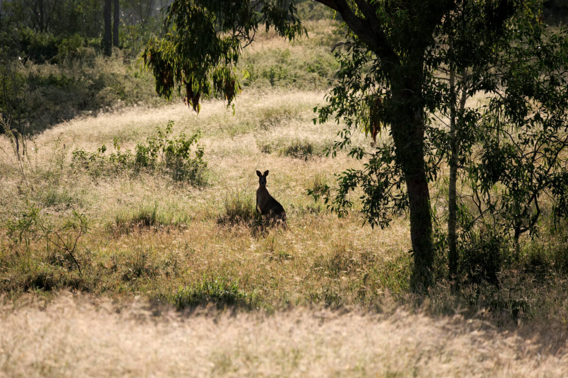 Känguru Rockhampton
