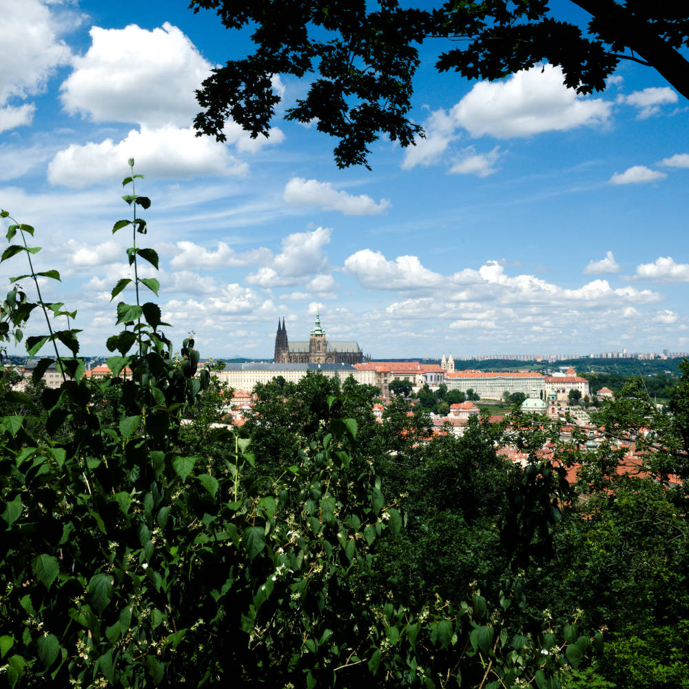 Blick durch die grünen Blätter auf die Prager Burg
