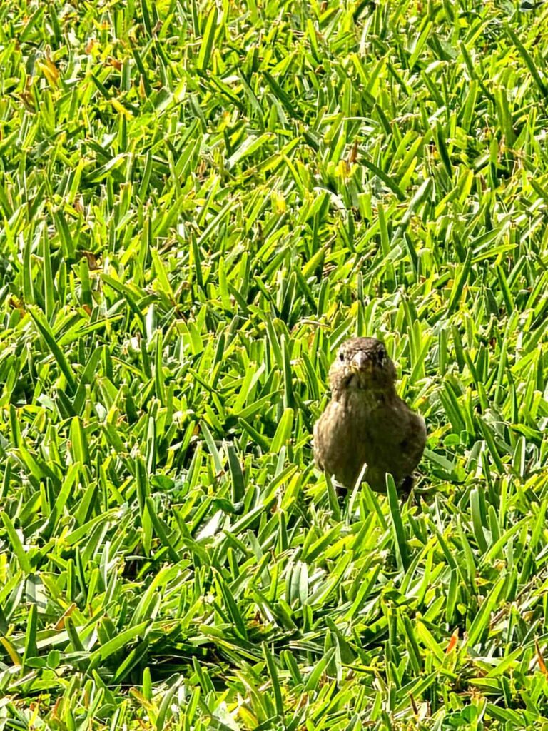 Ein hungriger Spatz blickt auf das Mittagsbuffet von Süral Garden.