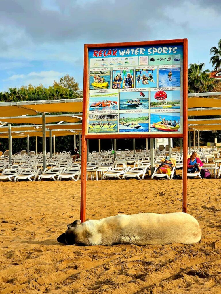 Relaxter Hund am Strand von Side.