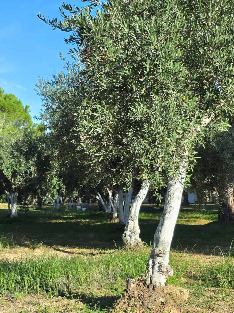 Olivenbäume im Süral Garden.