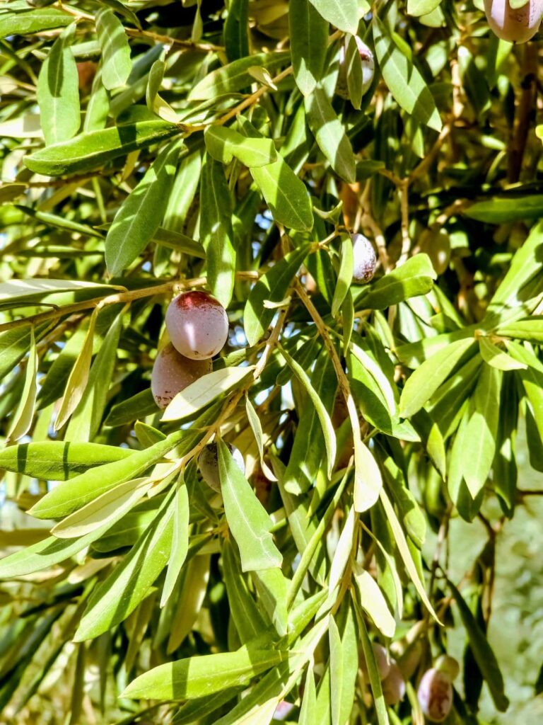 Oliven im Garten von Süral.