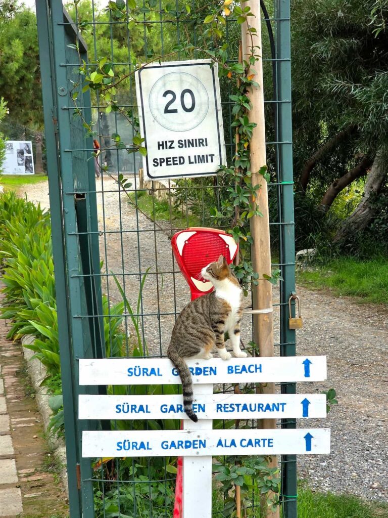 Katze auf dem Hinweisschild von Süral Garden.
