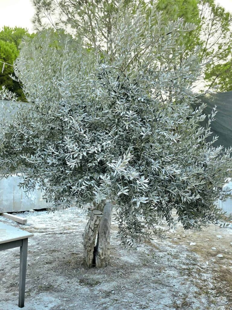 Olivenbaum im weißen Staub im Garten von Süral.