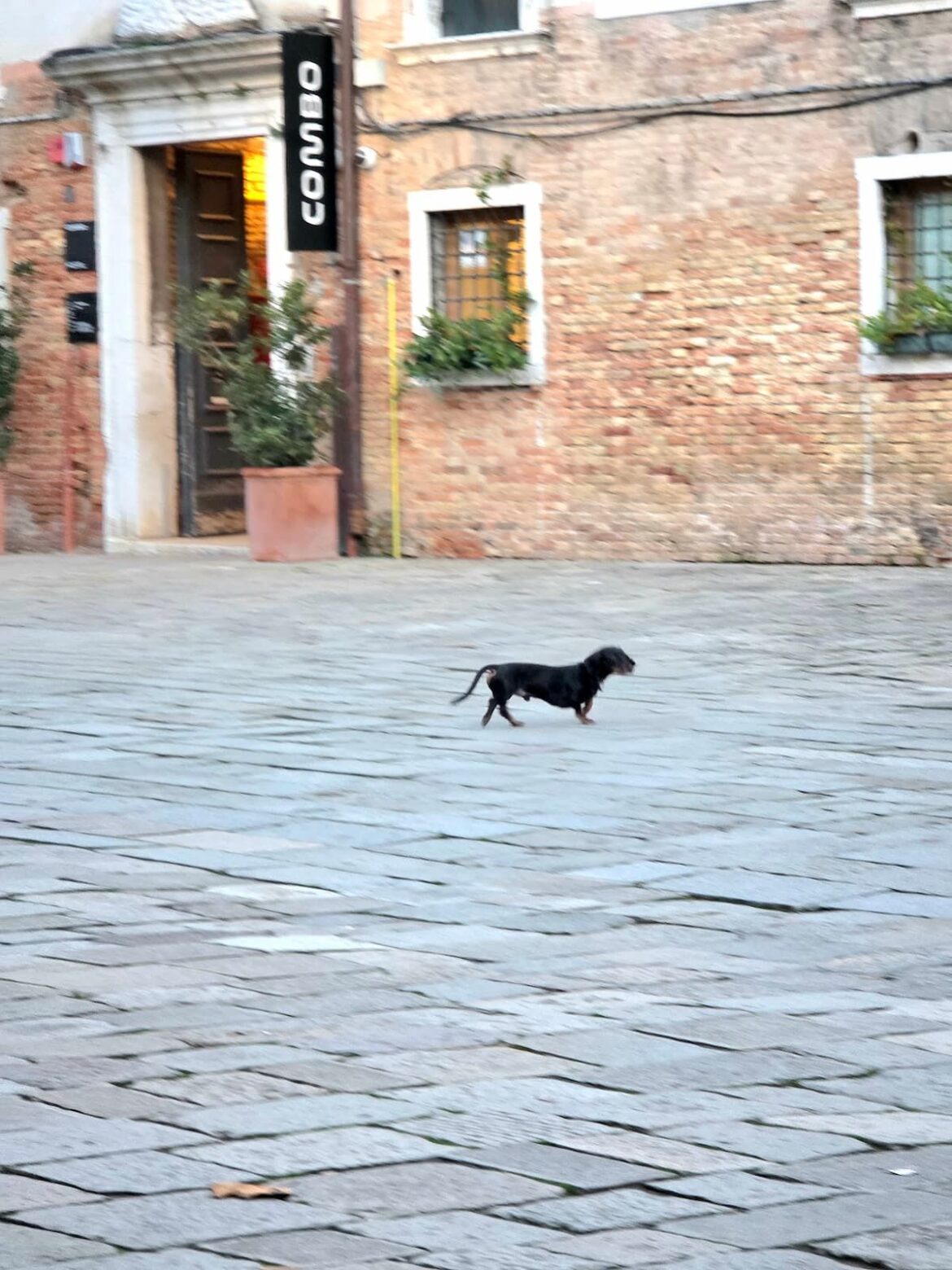 Freilaufender Kurzhaardackel in Venedig