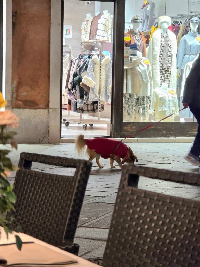 Hund im roten Mantel geht Gassi in Venedig
