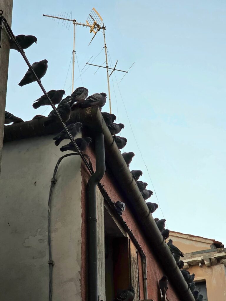 Taubenparty in Venedig