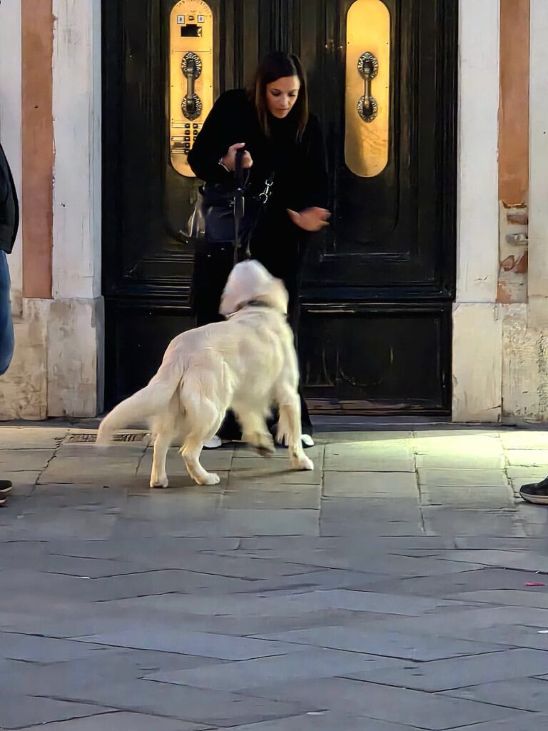 Großer weißer Hund vor der Tür in Venedig