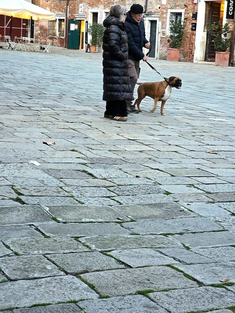 Boxer an der Leine in Venedig