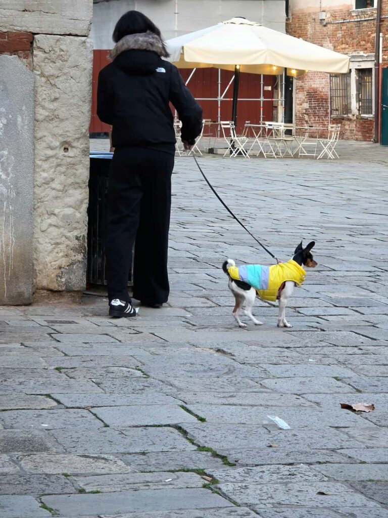 Kleiner Hund mit buntem Mantel in Venedig