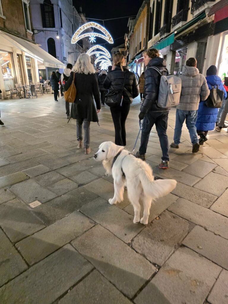 Weißer großer Hund in Venedig