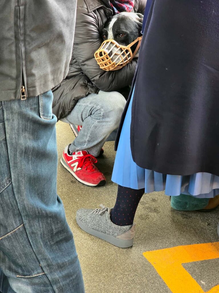 Hund mit Beißkorb auf dem Vaporetto