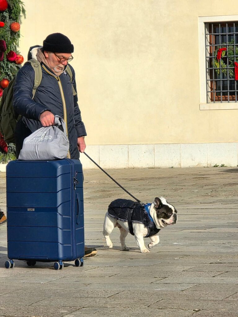 Französische Bulldogge an der Leine in Venedig