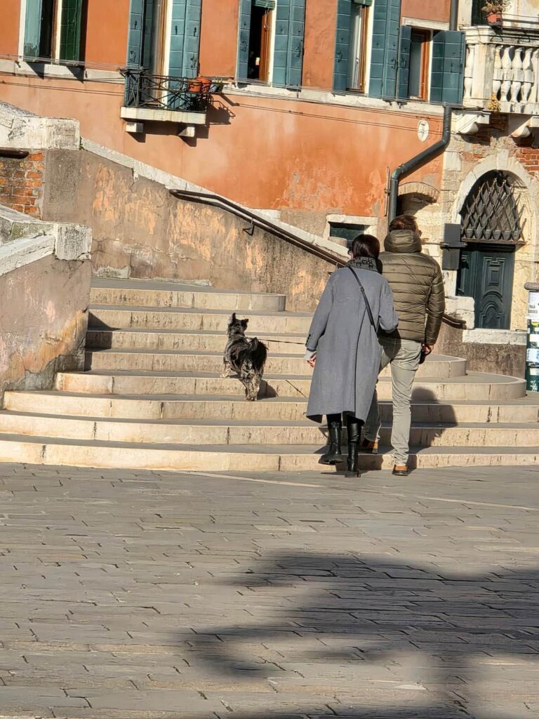 Hund springt die Treppen einer Brücke hoch in Venedig
