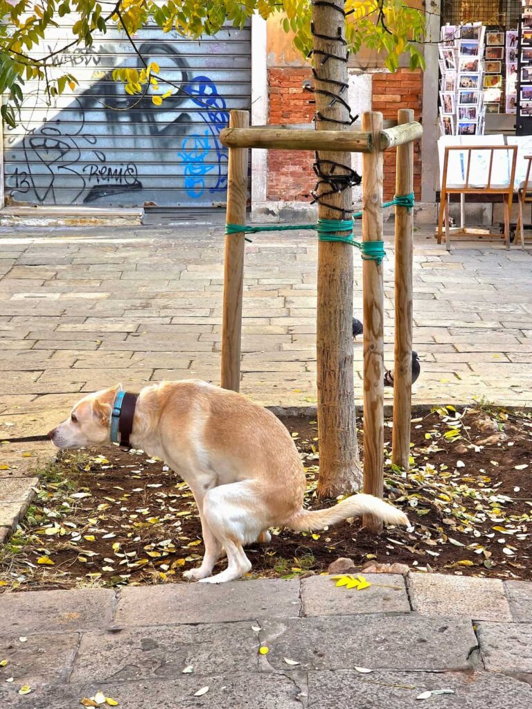 Beiger Hund scheißt in ein Loch bei einem Baum in Venedig