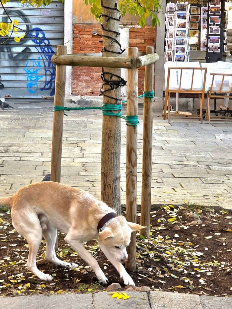 Beiger Hund gräbt ein Loch bei einem Baum in Venedig