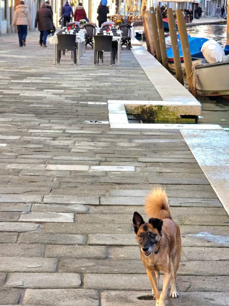 Brauner Hund läuft frei herum in einer Gasse beim Kanal in Venedig