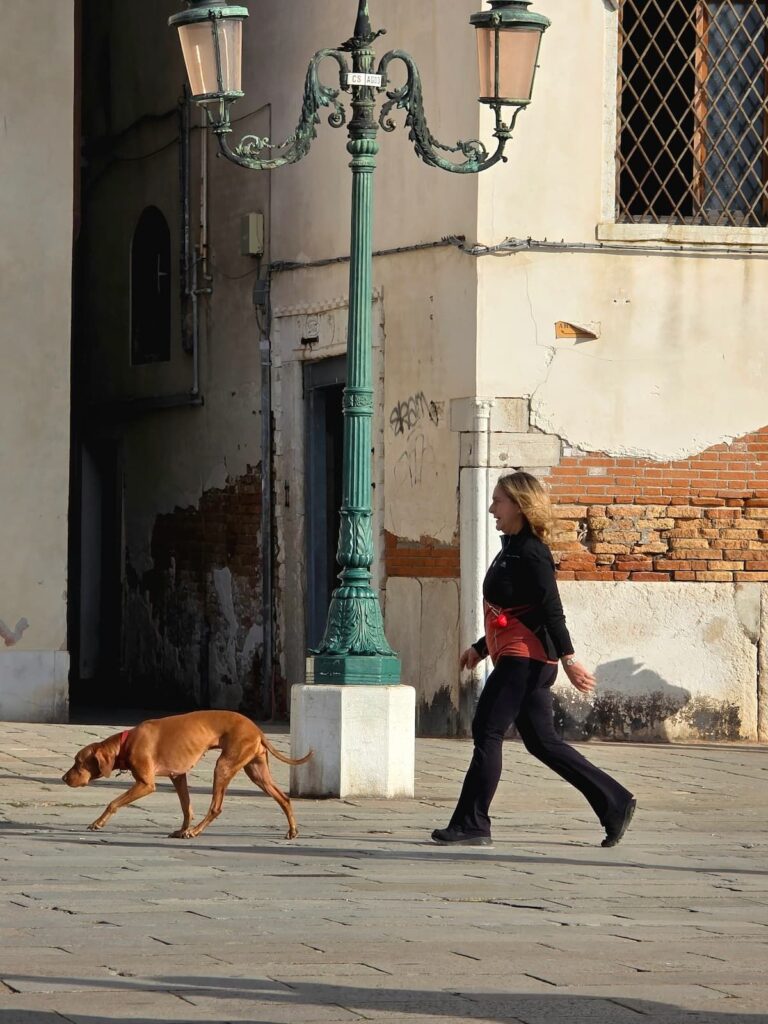 Ungarischer Vorstehhund mit Herrin flotten Schrittes in Venedig