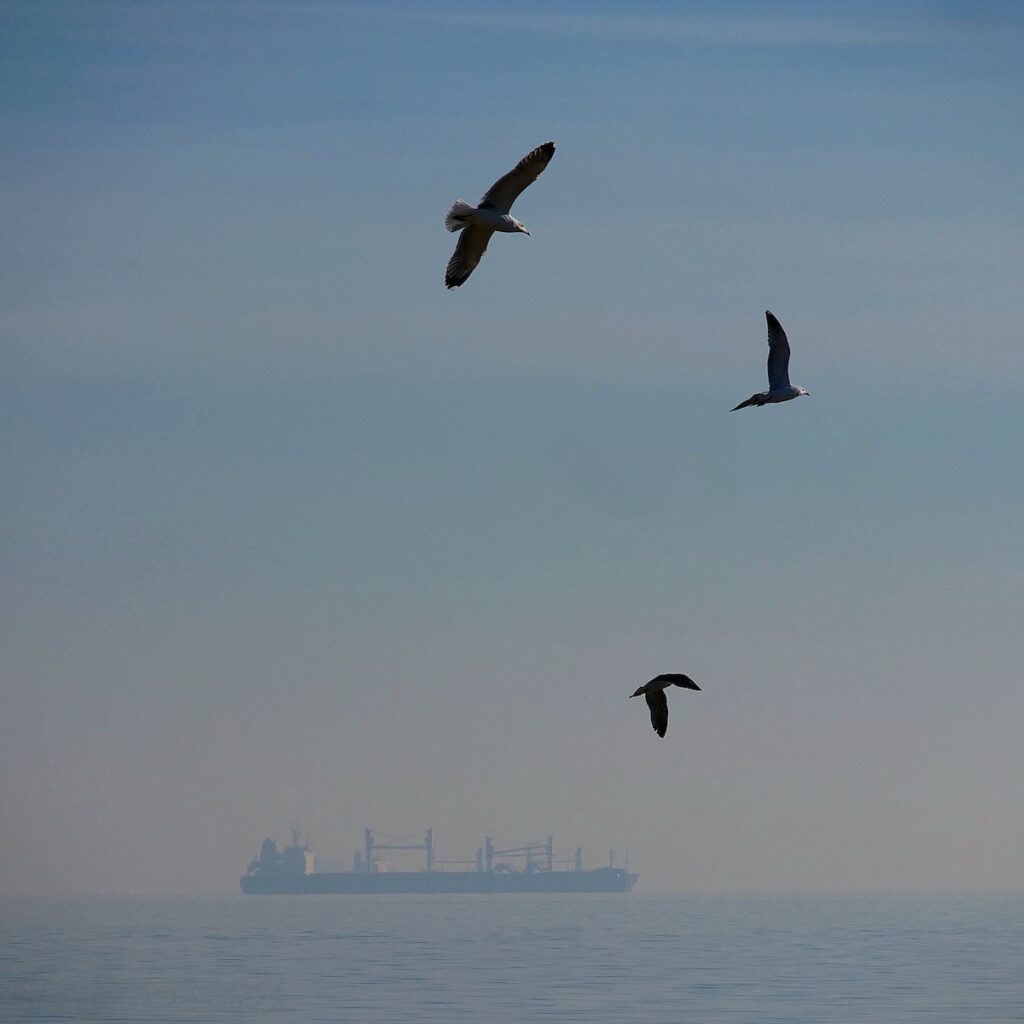 Ein Tanker vor dem Lido in Venedig und drei fliegende Möwen