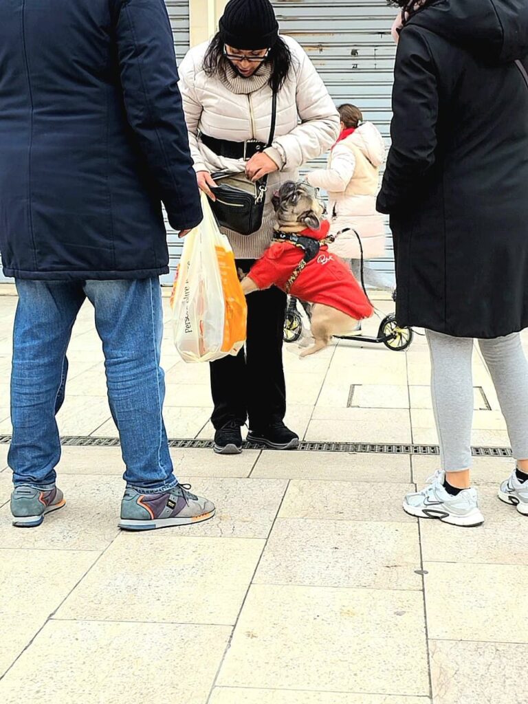 Ein Mops springt voller Freude eine Frau an am Lido in Venedig