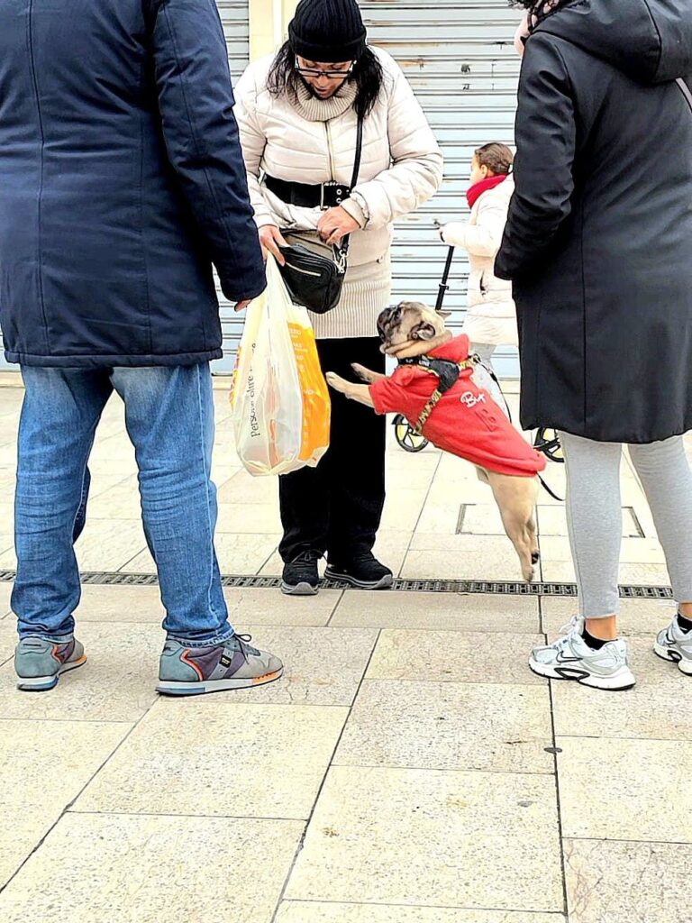 Mops springt voller Freude eine Frau an am Lido in Venedig