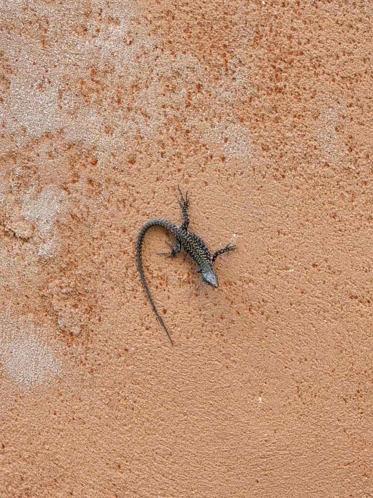 Eine Echse auf einer ockerfarbenen Wand in Venedig