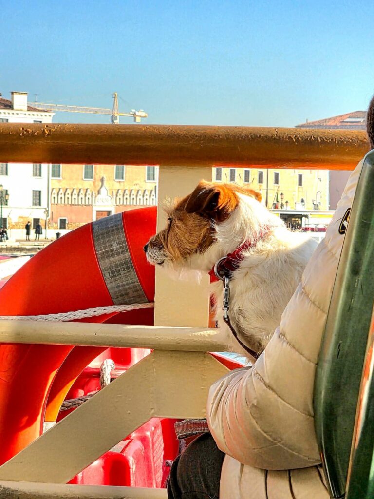 Terrier auf dem Schoß einer Frau in einem Vaporetto