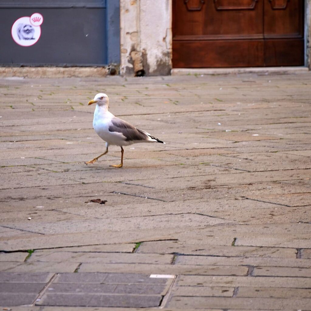 Möwe auf dem Weg zum Fischmarkt in Venedig.
