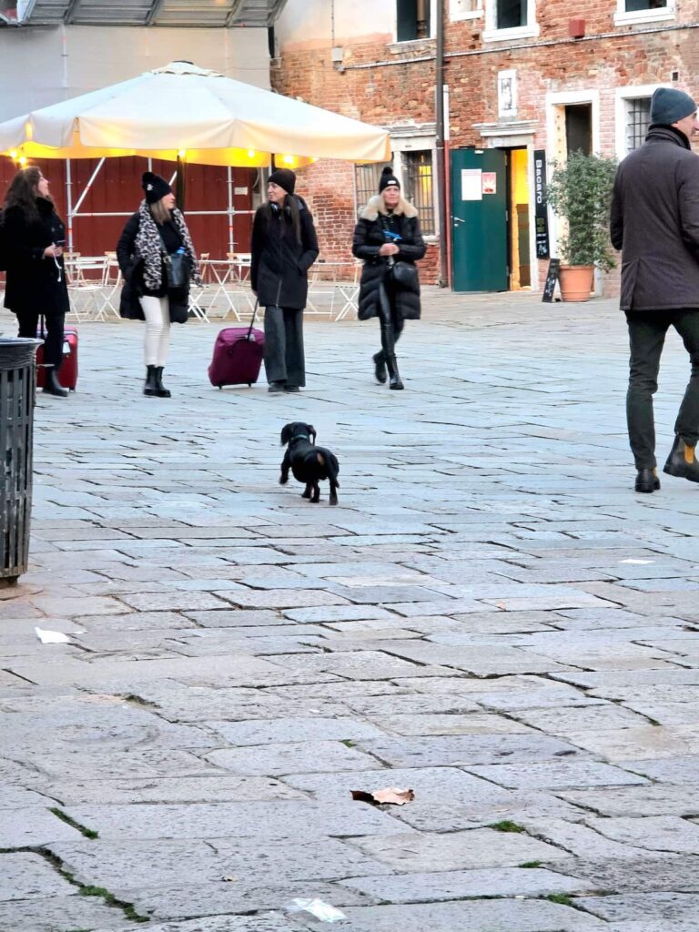 Kurzhaardackel in Venedig